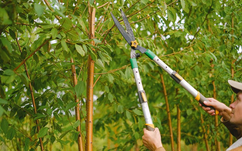 Tree trimming in Kearneysville, WV